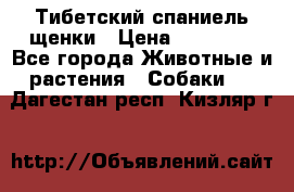Тибетский спаниель щенки › Цена ­ 60 000 - Все города Животные и растения » Собаки   . Дагестан респ.,Кизляр г.